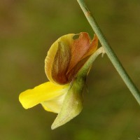 Crotalaria albida B.Heyne ex Roth